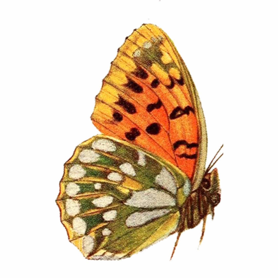 Butterfly with orange, yellow, and white wings on a white background