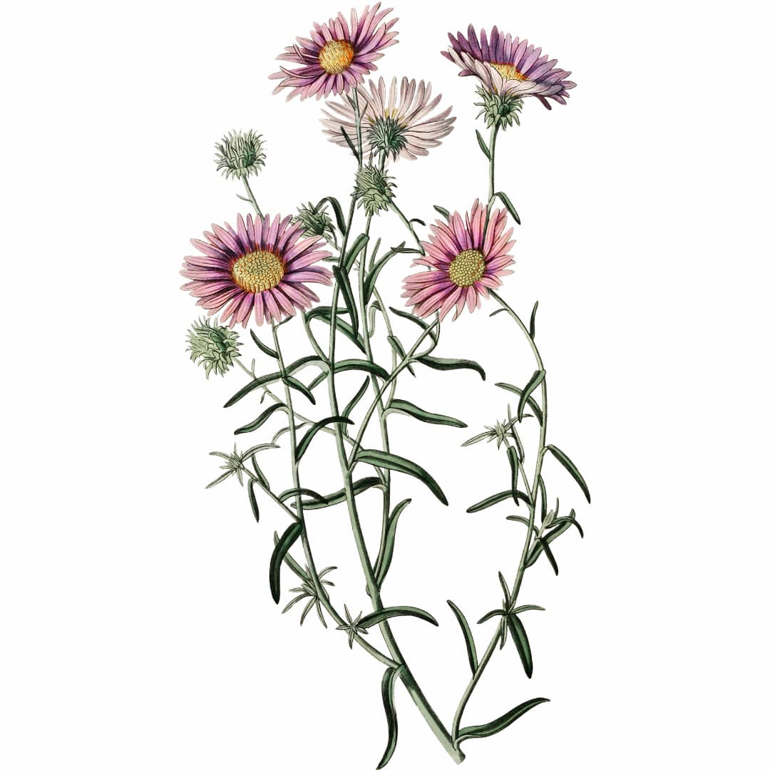 Illustration of pink flowers with green stems on a white background