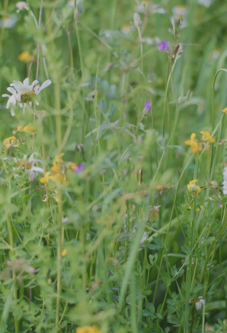 Load video: Capucine De Wulf jewelry Spring 2026 introduction video. Video has no dialogue; features background music only.