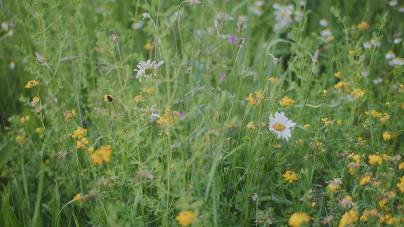 Load video: Capucine De Wulf jewelry Spring 2026 introduction video. Video has no dialogue; features background music only.